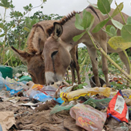 Vet warns of threat to donkeys from plastic pollution