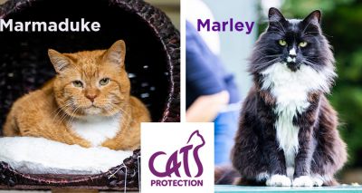 National Cat Awards finalists announced