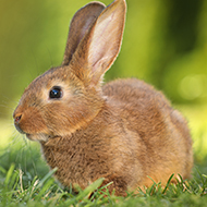 Study looks at how domestic rabbits become feral
