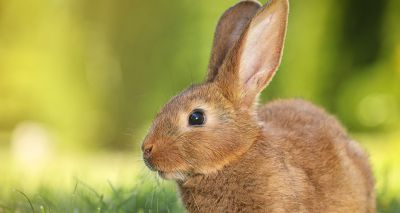 Study looks at how domestic rabbits become feral