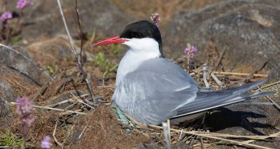 Arctic tern colony sees more adults return than estimated