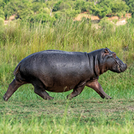 Hippos become airborne when moving quickly, study finds