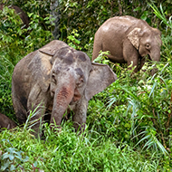 Bornean elephant at risk of extinction