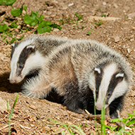 Badger Trust calls for government to end badger cull