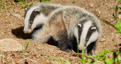 Badger Trust calls for government to end badger cull