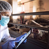 Network launched to combat AMR in UK's agrifood system