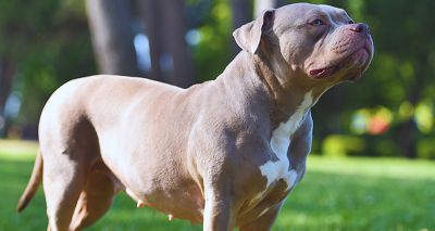 XL bully owners reminded of proof of neutering deadline
