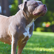 XL bully owners reminded of proof of neutering deadline