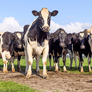 RVC receives grant to study methane production in cattle