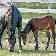 Faecal analysis can predict racehorse success, study finds