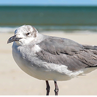 Gull saved from illegal glue trap