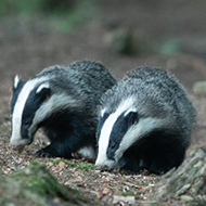 Legal challenge launched against badger cull licences