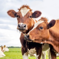 Farmers urged to report cattle abortions and stillbirths