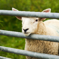 Bluetongue cases confirmed in Suffolk and Norfolk