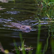 Scottish beaver project reduces culling rate