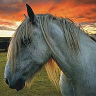 Entries open for equine photography competition