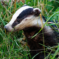 Vaccination pilot shows drop in badger bovine TB