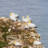 Avian flu research to study virus in UK wildlife