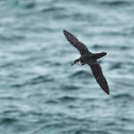 Scottish island designated Dark Sky Sanctuary