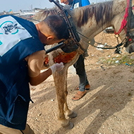 Charity provides emergency care to Gaza equines