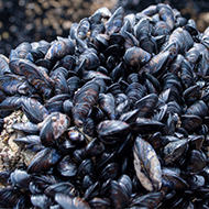 Researchers map genome of farmed mussel species