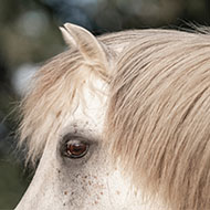 Five rescued horses ready for rehoming