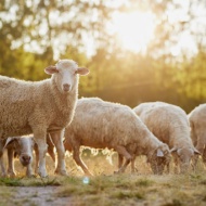 Sheep organisations release advice amidst EAE vaccine shortage