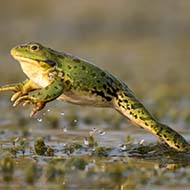 Research links frogs' muscle anatomy to movement style