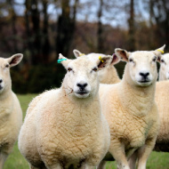 Bluetongue case confirmed in Norfolk