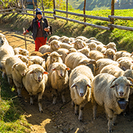 Peste des petits ruminants outbreaks hit Greece and Romania