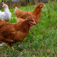 King rehomes charity's one millionth hen