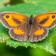 Butterfly Emergency declared after latest count