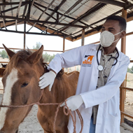 Brooke meets UN for antimicrobial resistance mission