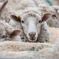 Bluetongue restricted zone extended to Essex