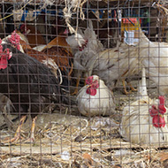 Chicken study reveals environmental impact on gut microbiomes