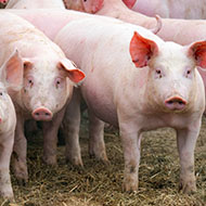 Funding awarded for research into zoonotic pig disease