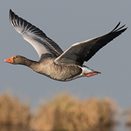 Scottish public asked to look for Icelandic greylag geese