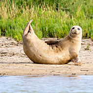 ZSL and RAF collaborate for Thames seal count 