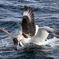 Seabird 'food theft' could be spreading avian flu