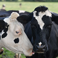 First bluetongue cases confirmed in Lincolnshire