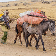 Equine News