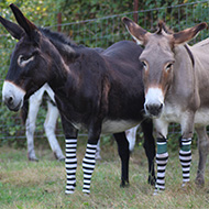 Donkey sanctuary goes viral with sock appeal