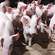 Measures introduced to protect UK from African swine fever