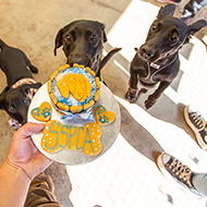 Abandoned puppies celebrate rescue centre birthday