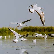 Plan launched to protect North-East Atlantic seabirds