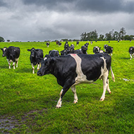 New bluetongue restricted zone put in place