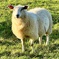 Bluetongue case confirmed in Kent