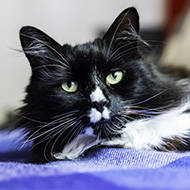 Safe house cat awarded National Cat of the Year