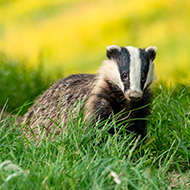 Government sets out plan to end badger culling