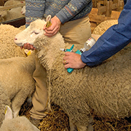 Defra permits licensed use of bluetongue vaccines